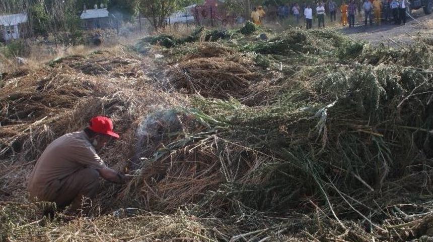 1 Milyon 500 Bin K&ouml;k Hint Keneviri İmha Edildi