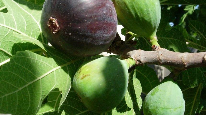 İlhan Demir&ouml;z: Ge&ccedil;en Yıl Ortalama 2 Lira Olan Bursa Siyah Inciri 1 Liraya D&uuml;şt&uuml;