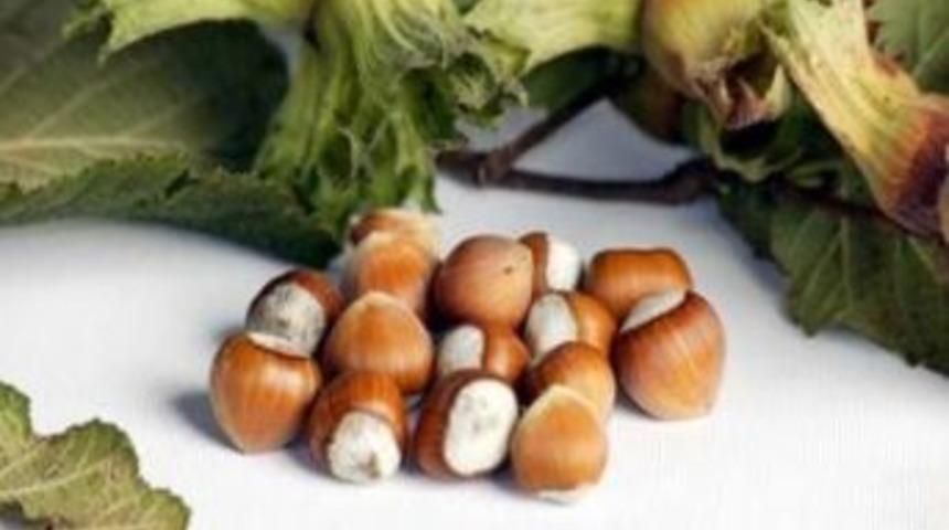 Giresun'da 2. Kez Yapılan Fındık Rekoltesi&rsquo;nde D&uuml;ş&uuml;ş Bekleniyor