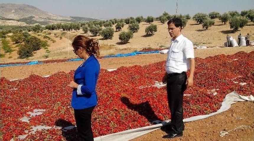 Kilis&rsquo;te Biber &Uuml;retimi