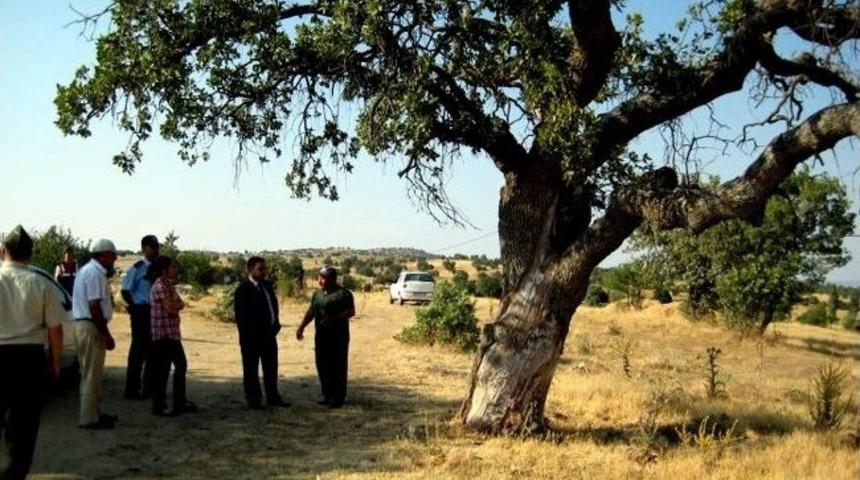 Anıt Ağa&ccedil; &Ccedil;evresinde D&uuml;zenleme &Ccedil;alışması Başladı