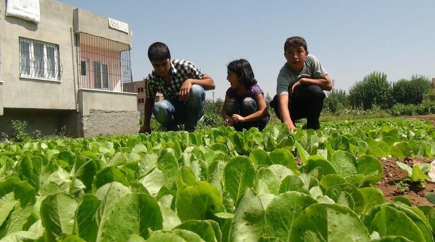 Batman'da &Ccedil;ift&ccedil;iler &Ccedil;ilekten Sonra Marul &Uuml;retimine De Başladı