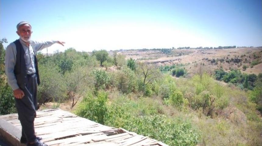 Sulanamayan Ağa&ccedil;lar Kuruyor