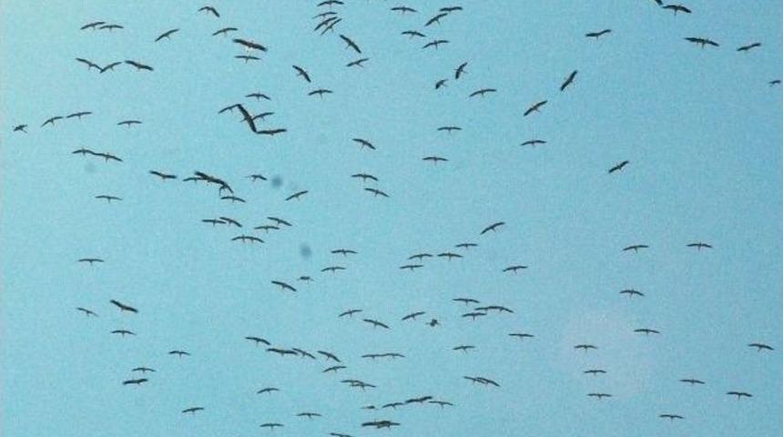 Leylekler G&ouml;&ccedil; Yolunda