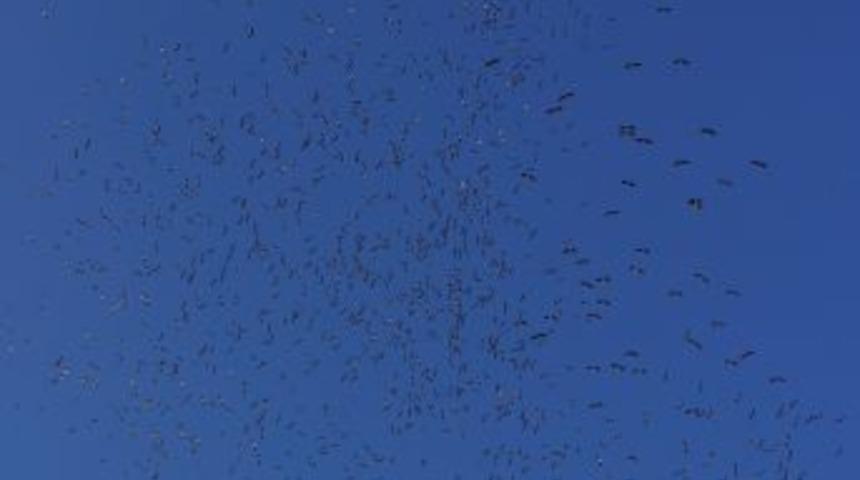 Leyleklerin Toplu G&ouml;&ccedil; U&ccedil;uşu Hayran Bıraktı