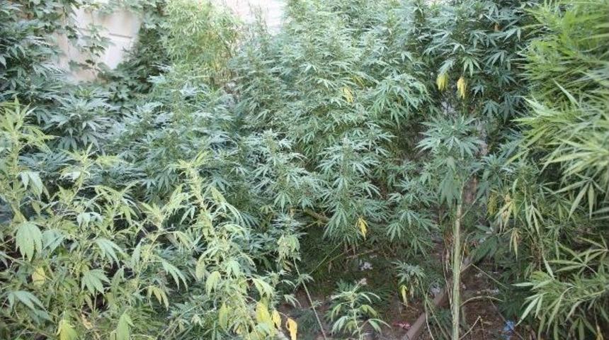 32 K&ouml;k Kenevir Ele Ge&ccedil;irildi