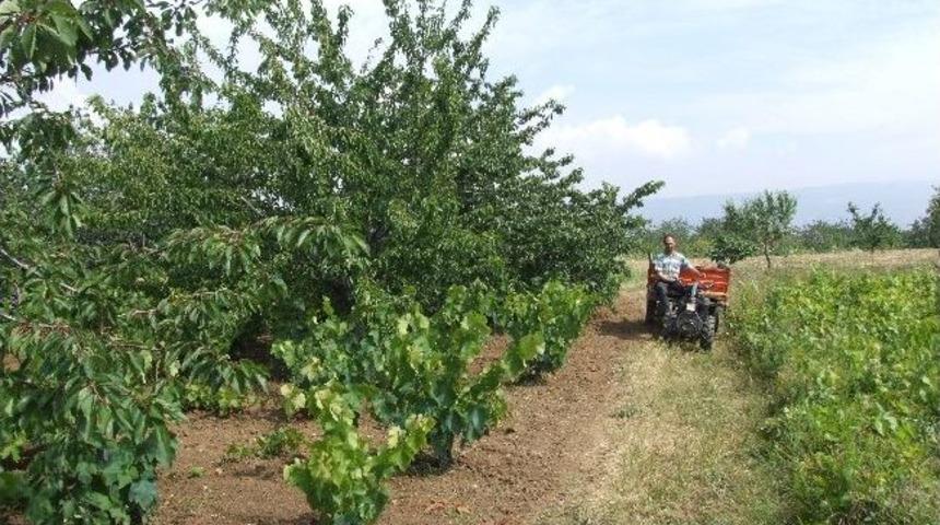 Şark&ouml;yl&uuml; &Uuml;z&uuml;m &Uuml;reticileri Dertli