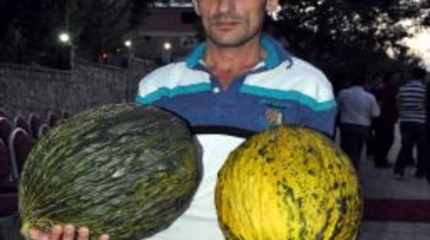 Akıncılar&rsquo;da Kavun Hasadı Başladı