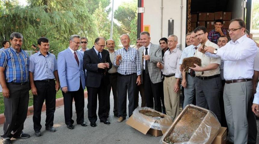 Manisa&rsquo;da &Ccedil;ilek &Uuml;retimi Son 10 Yılda 50 Kat Arttı