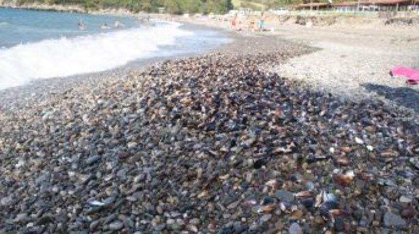 Denizden kıyıya bu kez midye vurdu