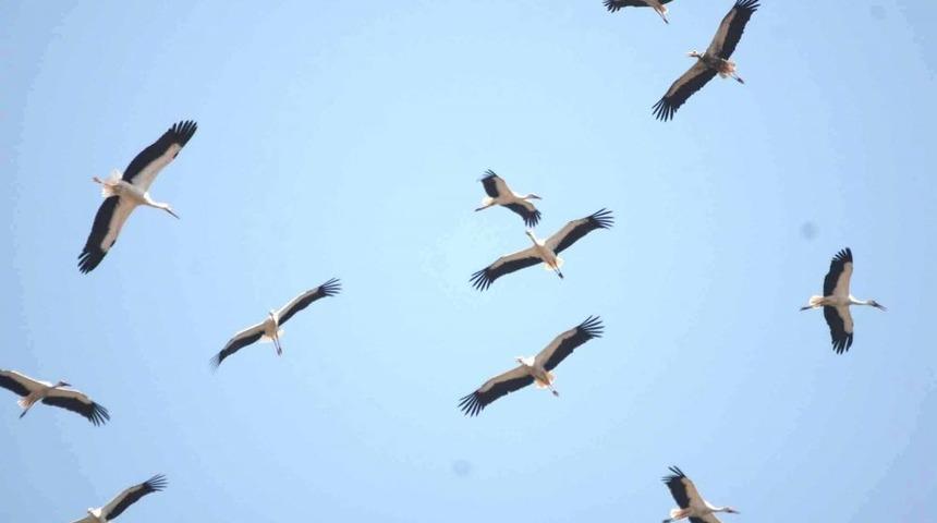 G&ouml;&ccedil;men Kuşları İskenderun Semalarında