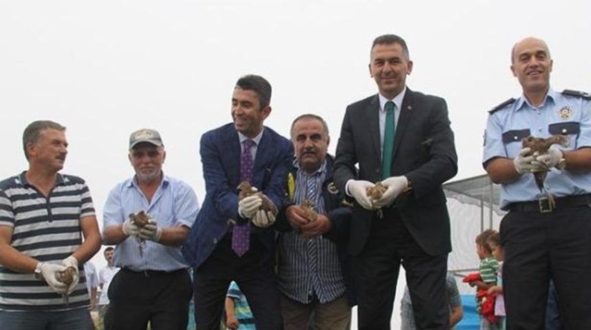 G&ouml;rele&rsquo;de Doğaya 500 S&uuml;l&uuml;n Bırakıldı