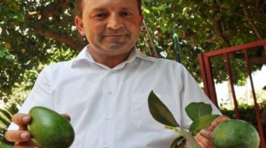 Alanya'da Avakado Hasadı Başladı