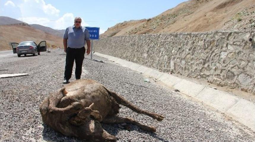 B&uuml;y&uuml;kbaş Hayvan Leşleri S&uuml;r&uuml;c&uuml;leri Zor Durumda Bıraktı
