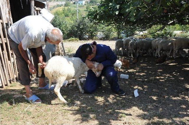 Başiskele’de 2 Bin 703 Hayvana Veterinerlik Hizmeti Verildi