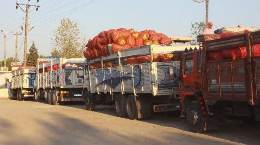 Saruhanlı'da Biber &Uuml;retiminde Fiyat Sıkıntısı