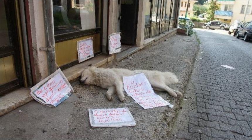 Rize&rsquo;nin Pazar İl&ccedil;esinde K&ouml;pek &Ouml;l&uuml;mlerine Afişli Tepki
