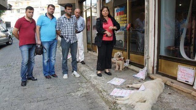 Rize’nin Pazar İlçesinde Köpek Ölümlerine Afişli Tepki