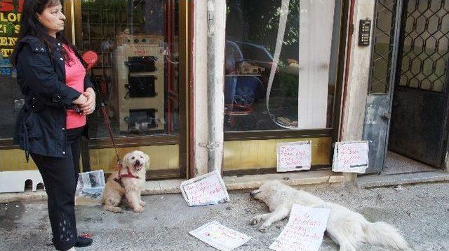 Rize’nin Pazar İlçesinde Köpek Ölümlerine Afişli Tepki