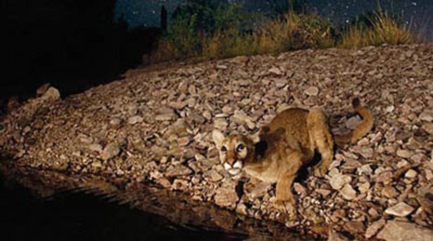 Fotoğrafın ilkleri
