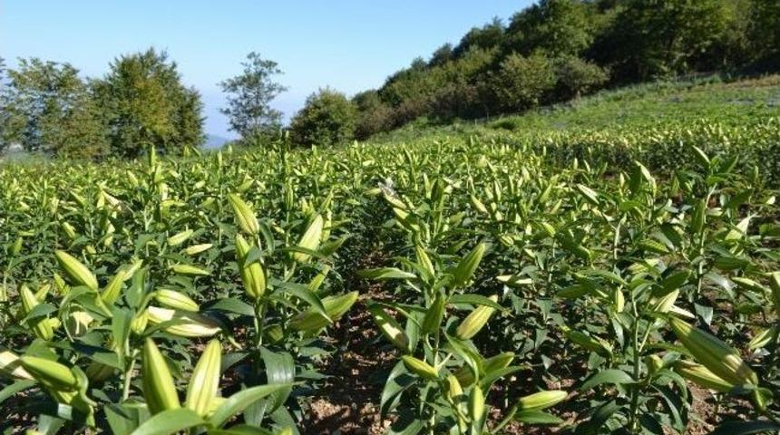 5 Bin Zambak Hasat Edilmeye Başladı