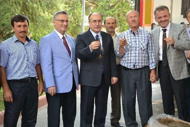 Manisa'da 222 Bin Adet Çilek Fidesi Dağıtıldı