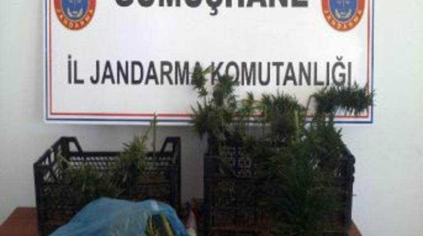 Şiran’da Kök Kenevir Ve Esrar Operasyonu