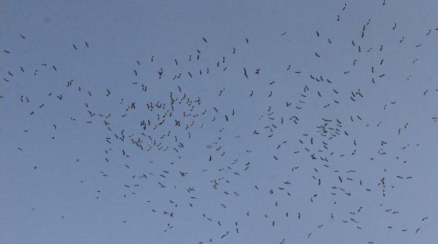 Leyleklerin Dansı B&uuml;y&uuml;ledi