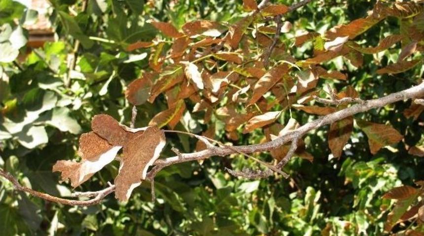 Sıcaklar Ceviz Ağa&ccedil;larını Kurutuyor