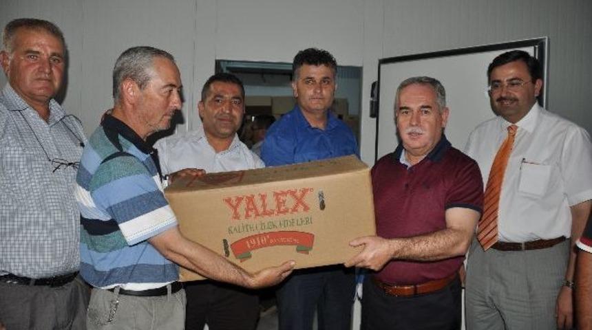 Kırkağaç’ta 430 Bin Çilek Fidesi Dağıtıldı