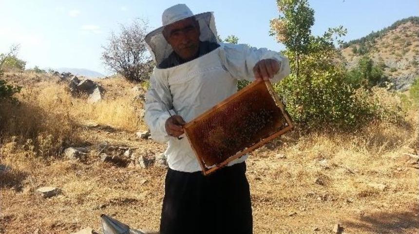 Sincik&rsquo;te Bal Rekoltesi D&uuml;ş&uuml;k Belirlendi