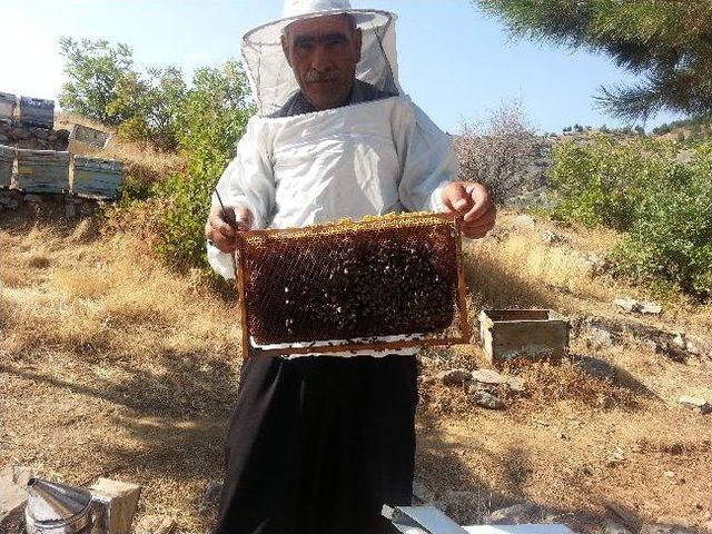 Sincik’te Bal Rekoltesi Düşük Belirlendi