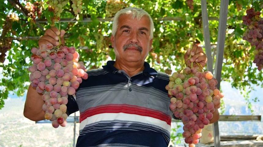 Silifke'nin Ceviz &Uuml;z&uuml;m&uuml; Sofraların Vazge&ccedil;ilmezi Oldu