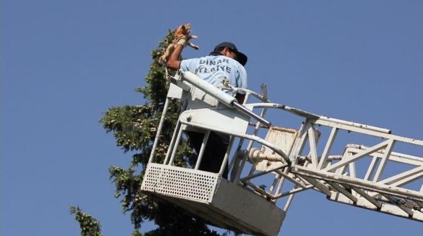 Ağa&ccedil;ta Mahsur Kalan Kediler Kurtarıldı