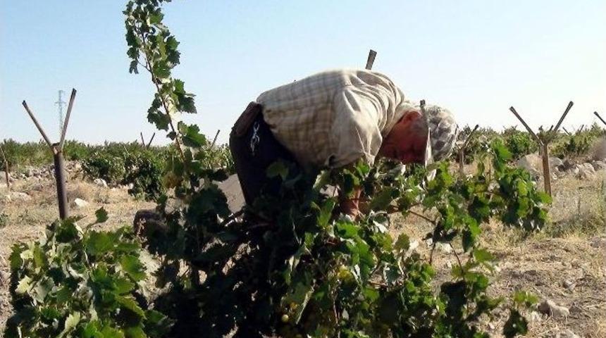 Ormanı Yaşatmak İ&ccedil;in Yetiştirdiği &Uuml;z&uuml;mleri Satışa &Ccedil;ıkardı