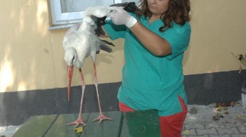Yaralı Leyleği Gazeteciler Kurtardı