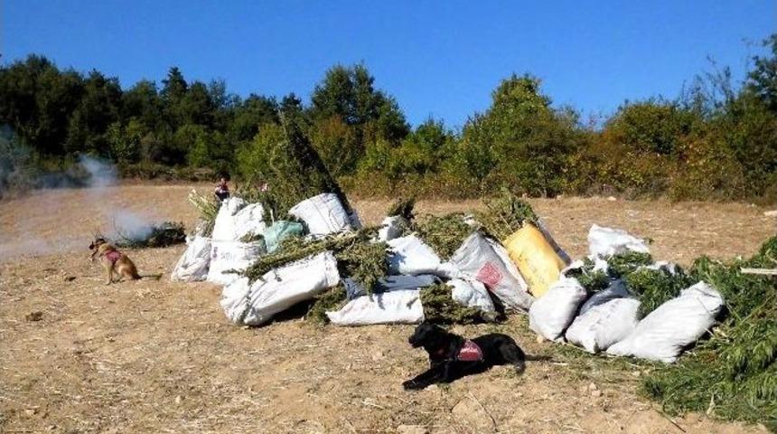 Jandarmadan Uyuşturucu Operasyonu