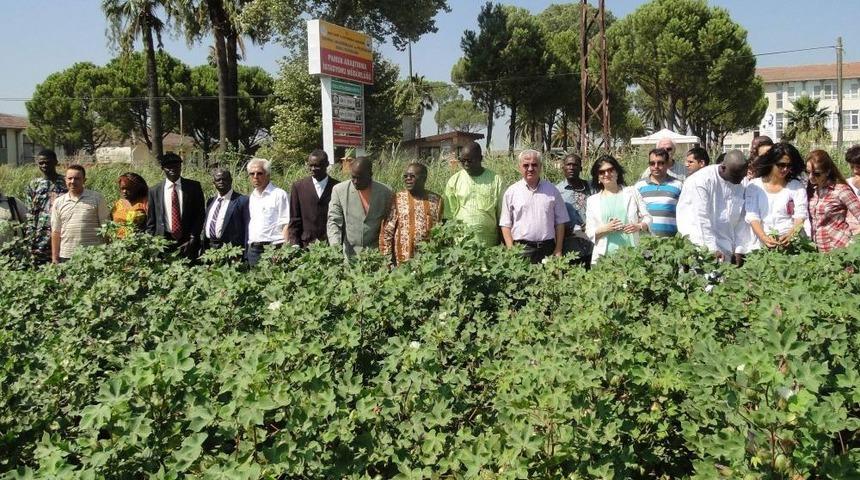 Afrikalıların Nazilli'deki Pamuk Kursu Sona Erdi