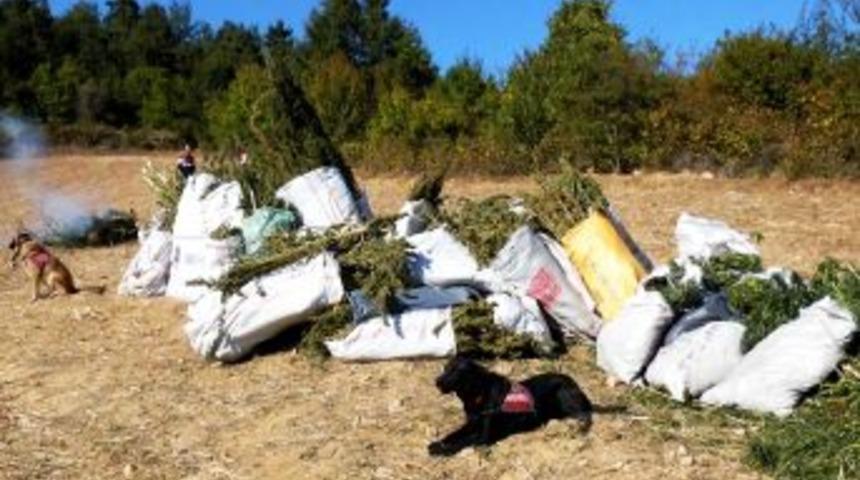 Samsun'da Uyuşturucu Operasyonu