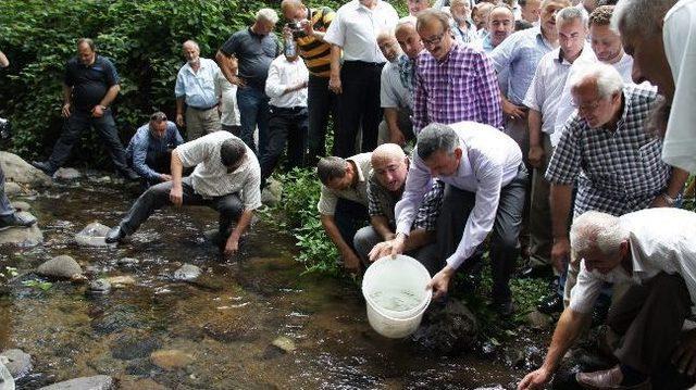 Rize’de Dereye 3 Bin Kırmızı Benekli Yavru Alabalık Bırakıldı