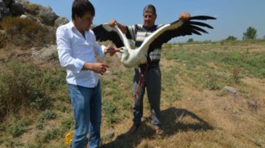 Yaralı Leyleği Gazeteciler Kurtardı