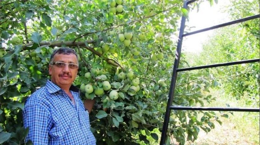 Hisarcık&rsquo;ta Tam Ve Yarı Bodur Elma Bereketi