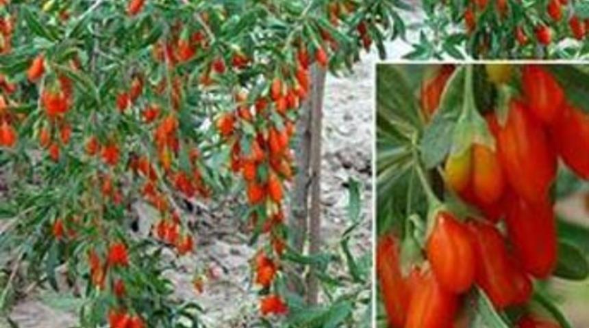 &Ouml;mr&uuml;n&uuml;z&uuml; Uzatın 