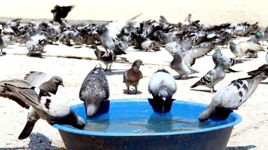 Hayvanların Sıcakla M&uuml;cadelesi