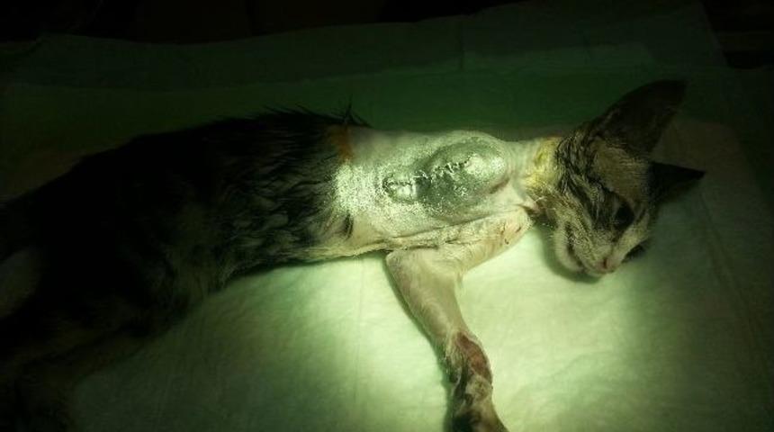 Marmaris&rsquo;in Ampute Sokak Kedileri