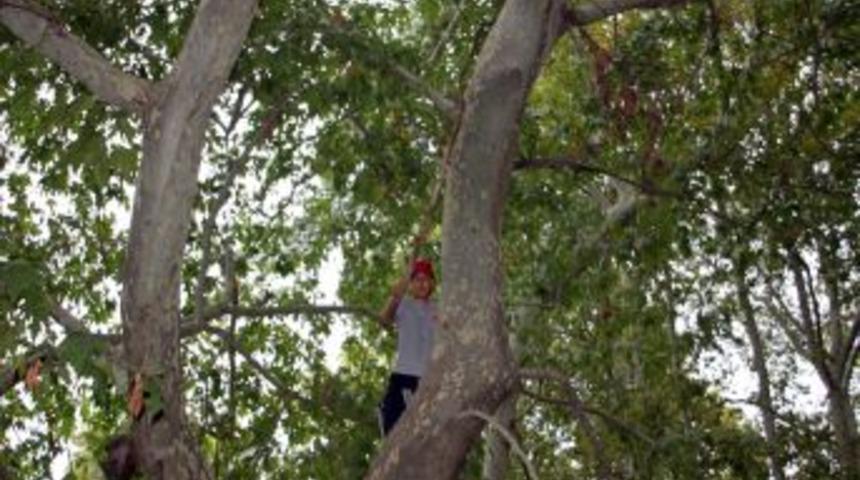 Ereğli'de 'fetih &Ccedil;ınarları'nın Kuruyan Dalları Temizlendi