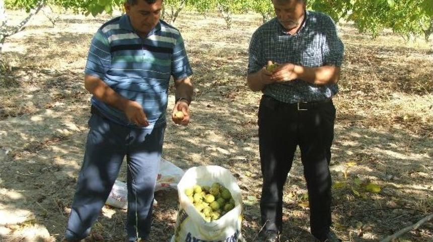 Osmaneli’de Ceviz Hasatı Başladı