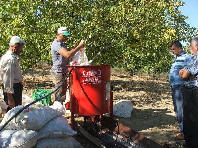 Osmaneli’de Ceviz Hasatı Başladı