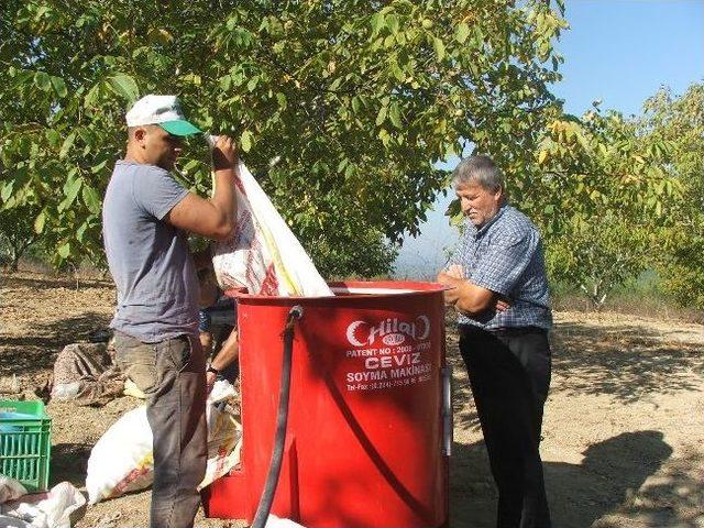 Osmaneli’de Ceviz Hasatı Başladı