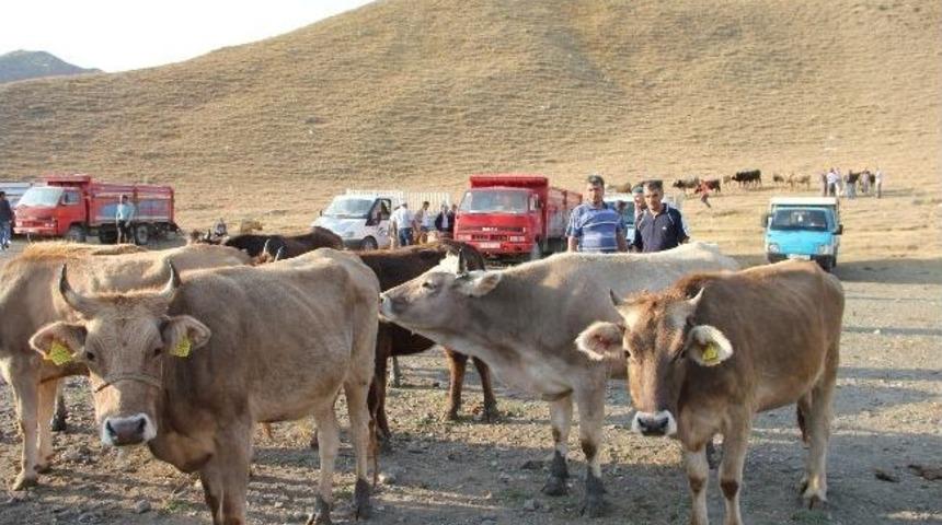 Canlı Hayvan Pazarında Alıcı Da Satıcı Da Memnun Değil